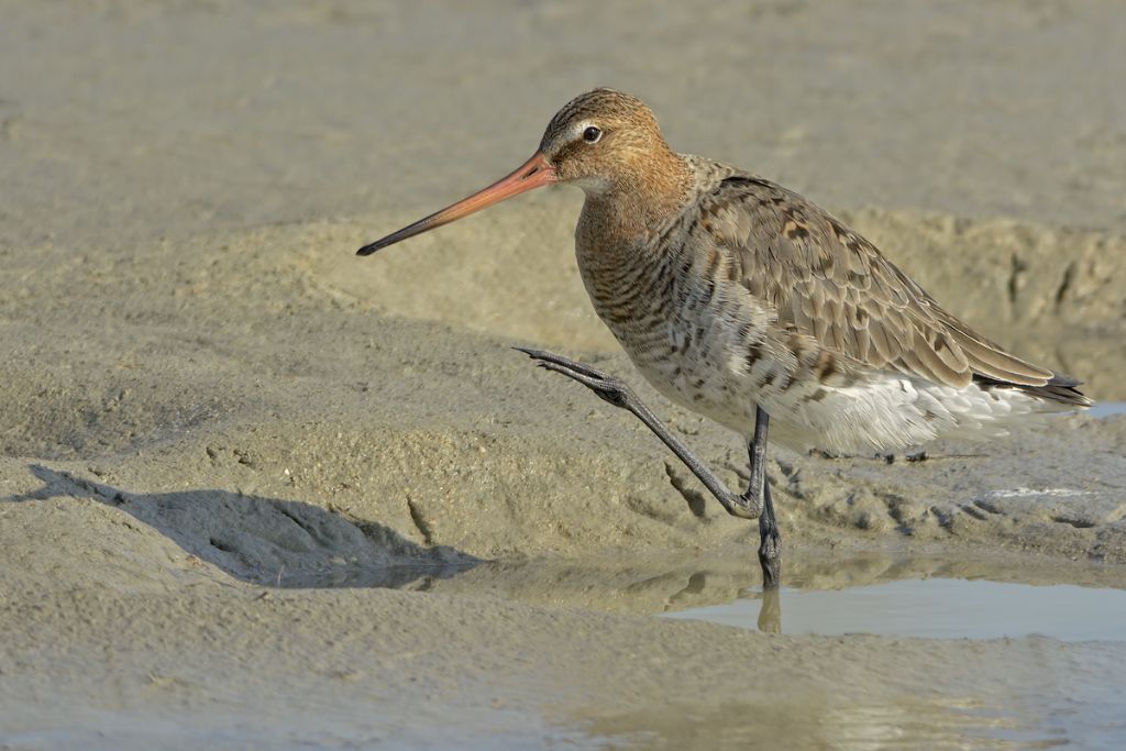 Pittima reale (Limosa limosa)